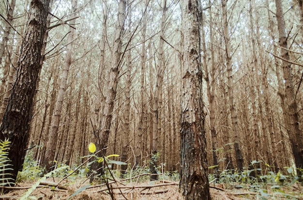 Снимок с низким углом обзора леса с высокими деревьями