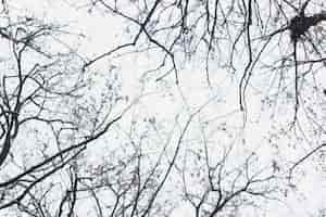 無料写真 冬の日の低角度のビューシルエット裸木の枝