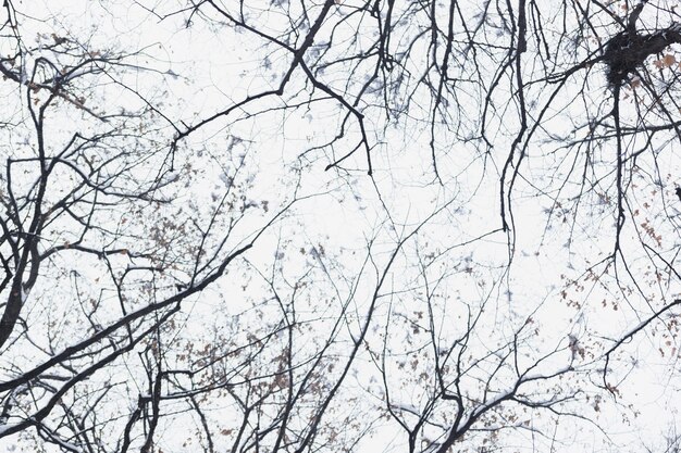 Low angle view silhouette bare tree branch in winter day