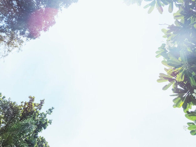 Low angle view of the sky and tree