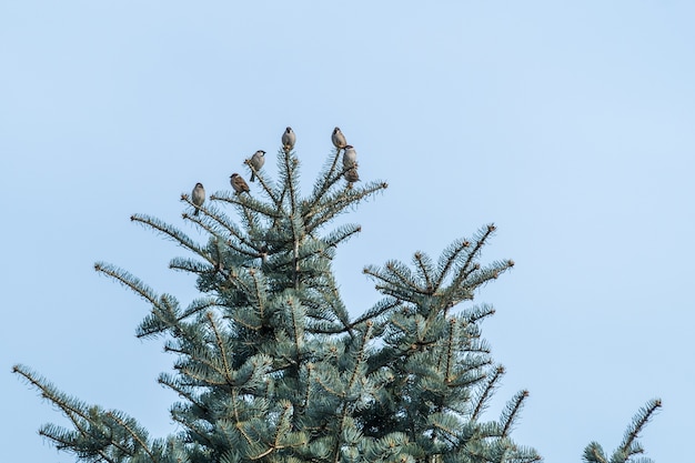 Low angle view of sparrows on a black spruce tree under a blue sky at daytime
