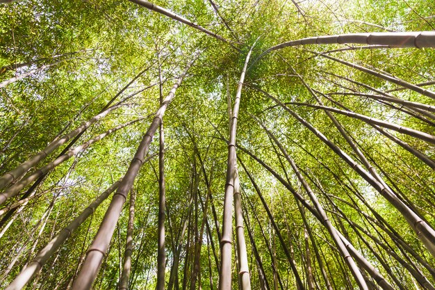 Low angle view of tall bamboo trees