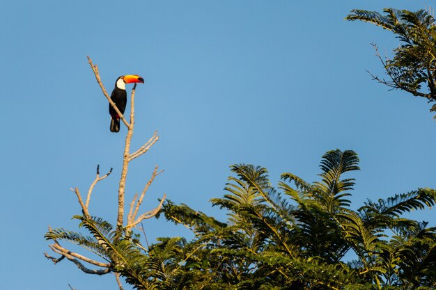 Low angle view of a Toco toucan standing on a tree branch surrounded by palms under the sunlight