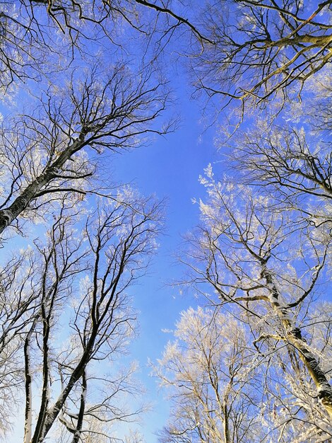 Низкий угол обзора ветвей деревьев, покрытых снегом, под голубым небом в Ларвике в Норвегии