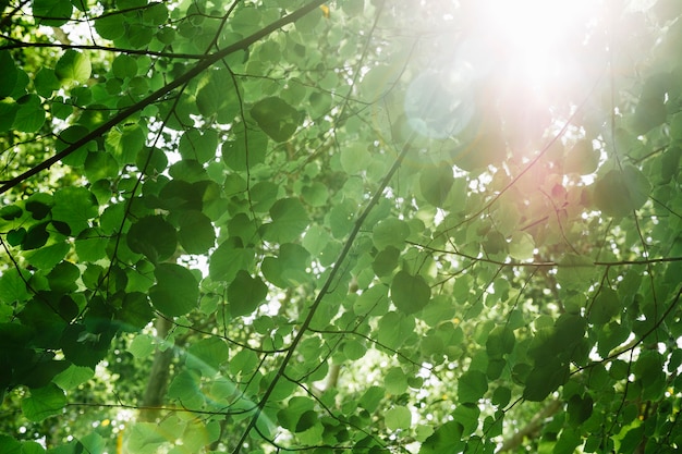 Free photo low angle view of tree branches