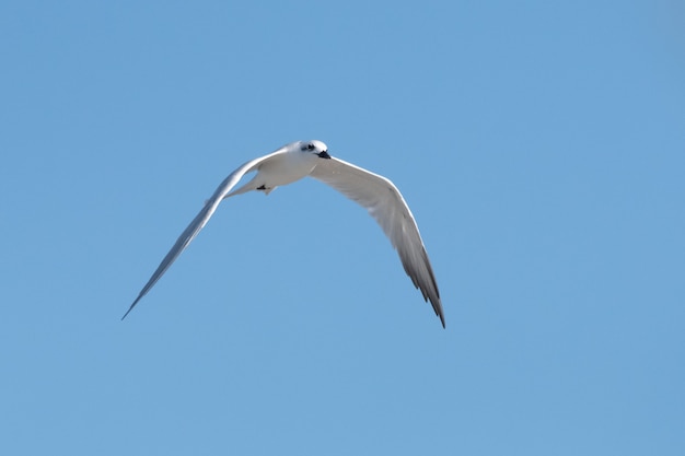 Low angle view of the white seagull soaring in the clear blue sky on a sunny summer day