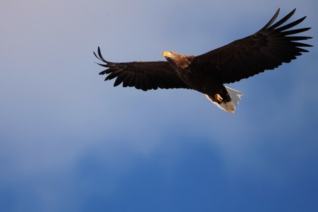 Low angle view of a White-tailed eagle flying under the sunlight and a blue sky in Hokkaido in Japan