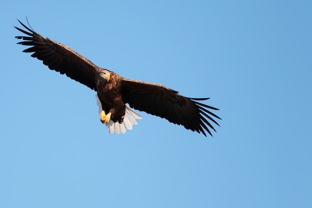 Low angle view of a White-tailed eagle flying under the sunlight and a blue sky in Hokkaido in Japan