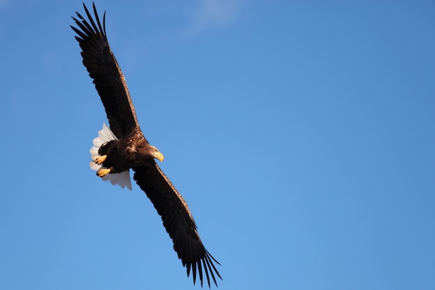 Низкий угол обзора орлана-белохвоста, летящего под солнечным светом и голубым небом на Хоккайдо в Японии