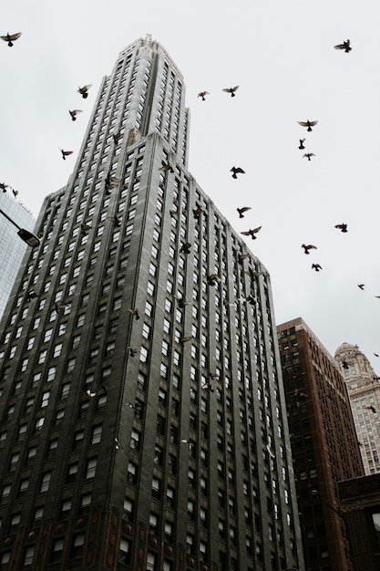 Low angled shot of a skyscraper in Chicago with pigeons flying near it