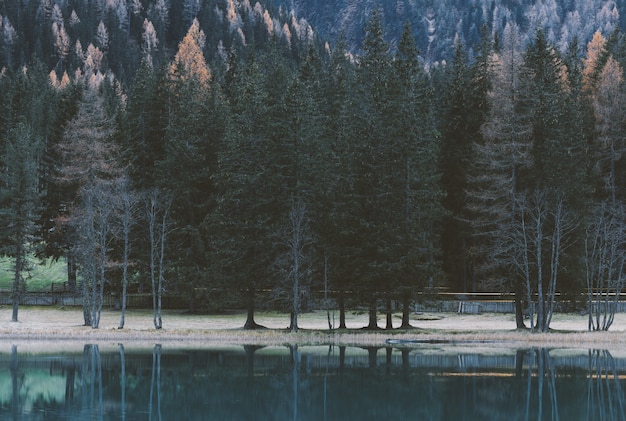 Low-light of Calm Body of Water Near Trees