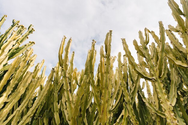 Low section view of cactus growing against cloudy sky