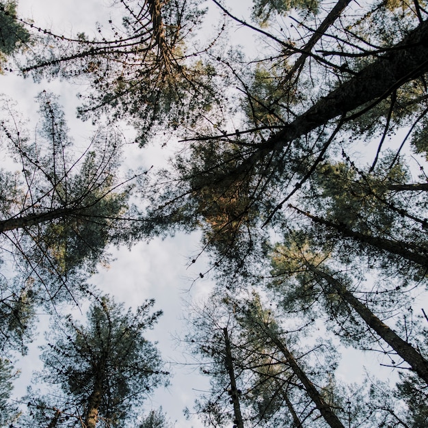 Low section view of tall trees in forest