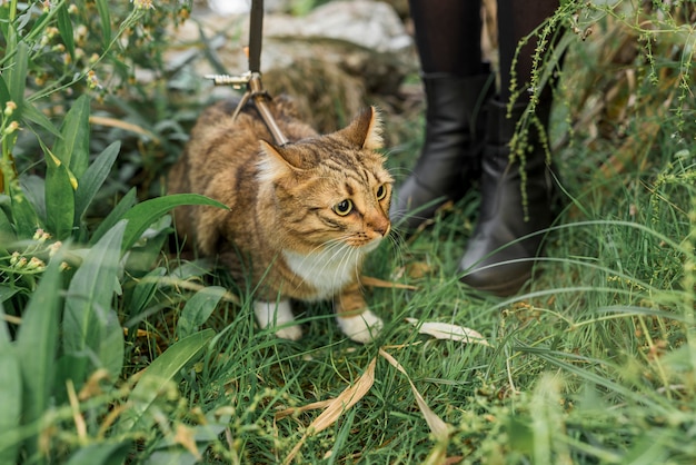Low section of a woman standing in green grass with her tabby cat