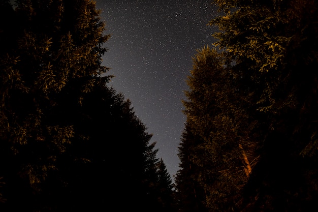 Low view of beautiful trees and the sky