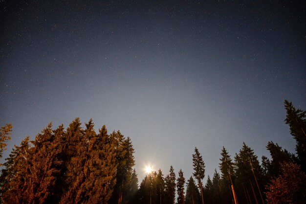 Low view of trees with raising sun