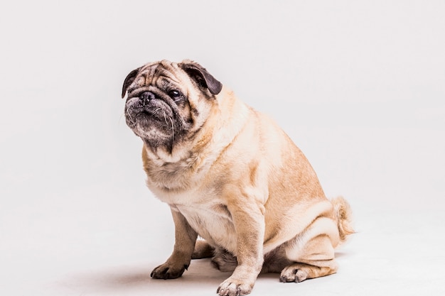 Loyal cute pug dog isolated on white background