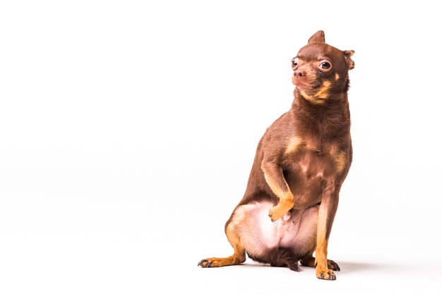 Loyal russian toy dog on white background