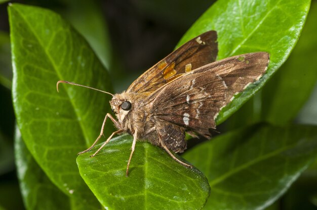Lulworth skipper sitting on leaves surrounded by greenery
