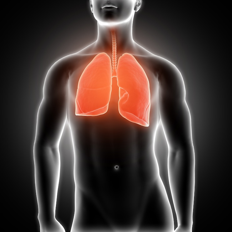 Free Photo lungs