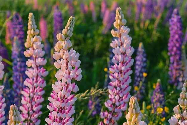 夕焼けの光線のルピナスの花のルピナスの花の背景フィールド夏時間白い北の夜クローズアップ色ぼやけた背景