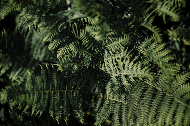 Lush green fern leaves