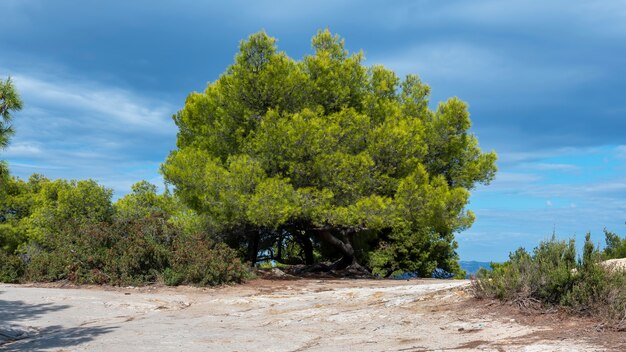 Пышные зеленые ели и кустарники, тропа в Греции