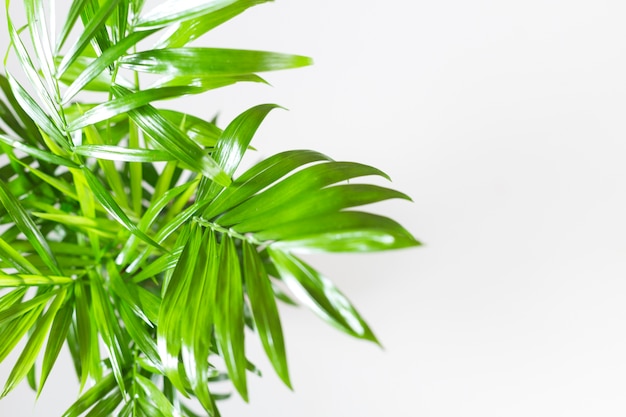 Lush green leaves on white