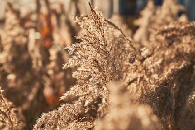 Lussureggianti gambi di erba ornamentale dorata in un campo selvatico all'aperto vicino a magnifica erba morbida