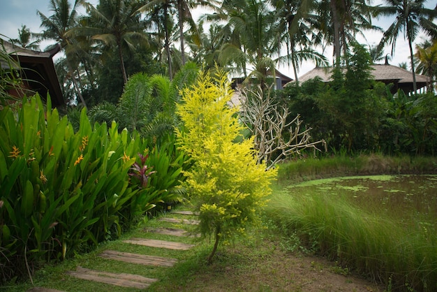 Free photo lush tropical garden