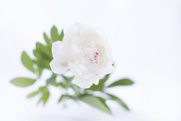 Free photo luxurious white peony.