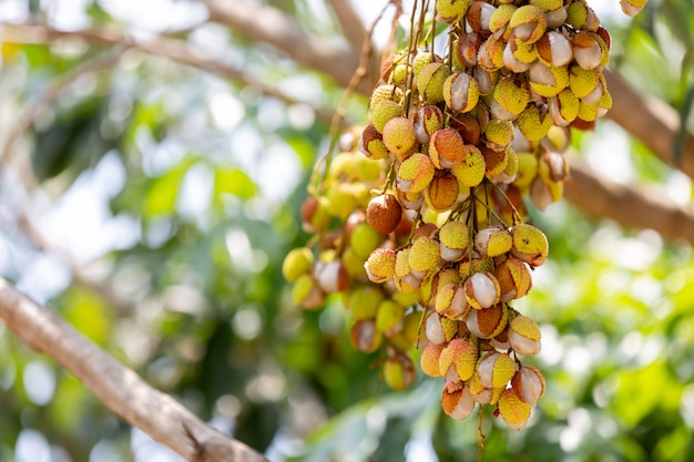 Free photo lychee background in the garden