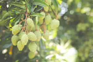 Free photo lychee background in the garden