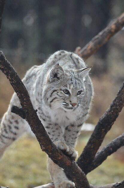 Lynx cat climbing over a fallen tree on the ground.