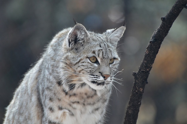 Lynx cat with pointed ears on the prowl.