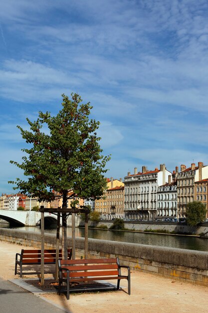 Lyon tree