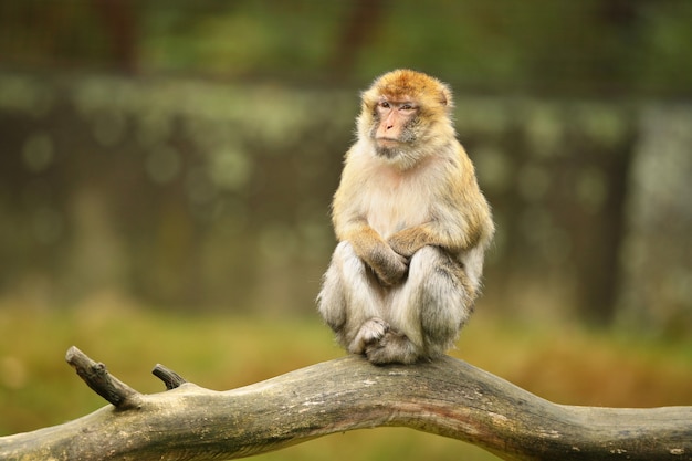 Macaque monkey in the nature
