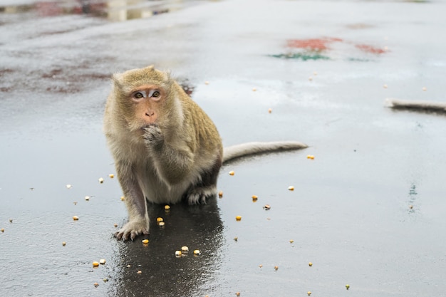 Macaque monkey nibbling on corn seeds in Cambodia