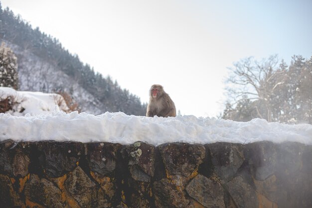 눈 덮인 언덕에 서있는 원숭이 원숭이