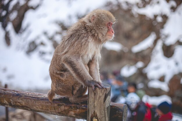 Macaque monkey standing on a wooden fence