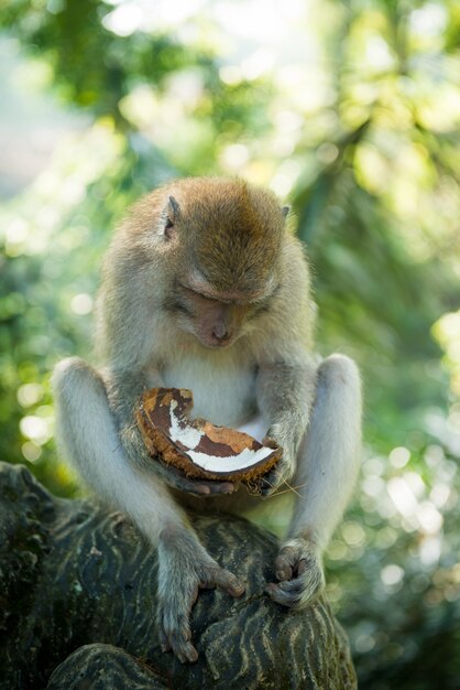 Free Photo macaque with coconut
