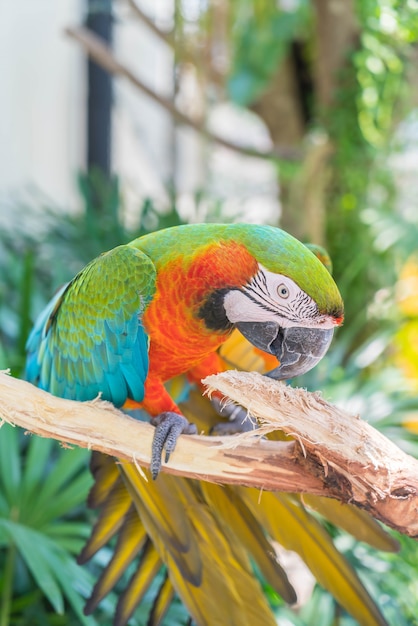 Free photo macau parrot