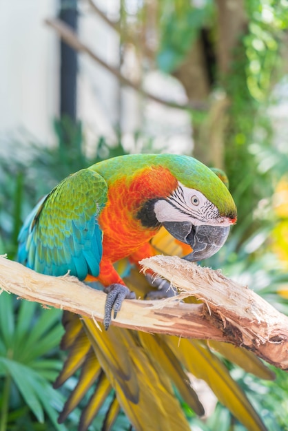 Macau parrot