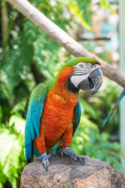 macau parrot