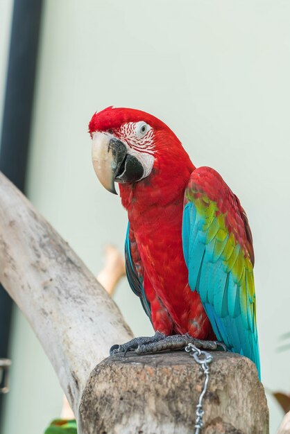 macau parrot