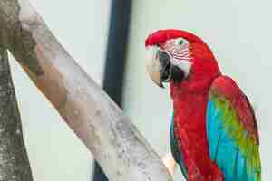 Free photo macau parrot