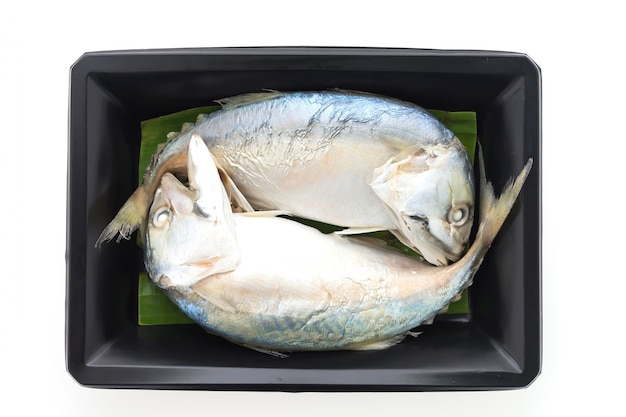 Mackerel fish isolated