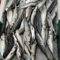 Free photo mackerels on fish stall in the market of sanarysurmer