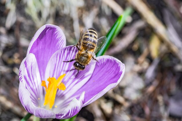 꿀벌과 아름 다운 보라색 크로커스 Vernus 꽃의 매크로
