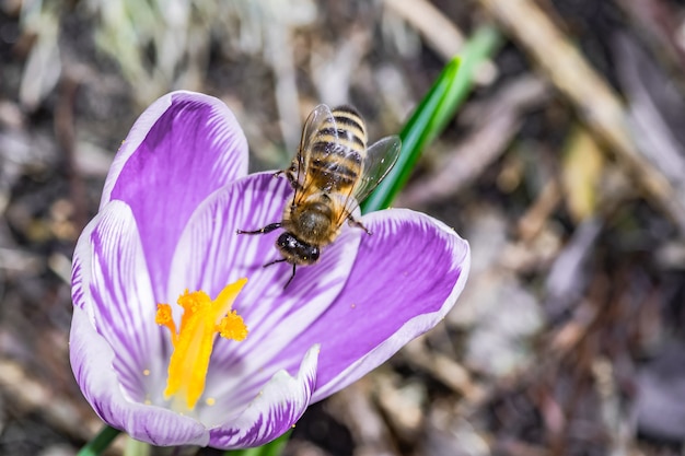 Макро красивый фиолетовый цветок Crocus Vernus с пчелой